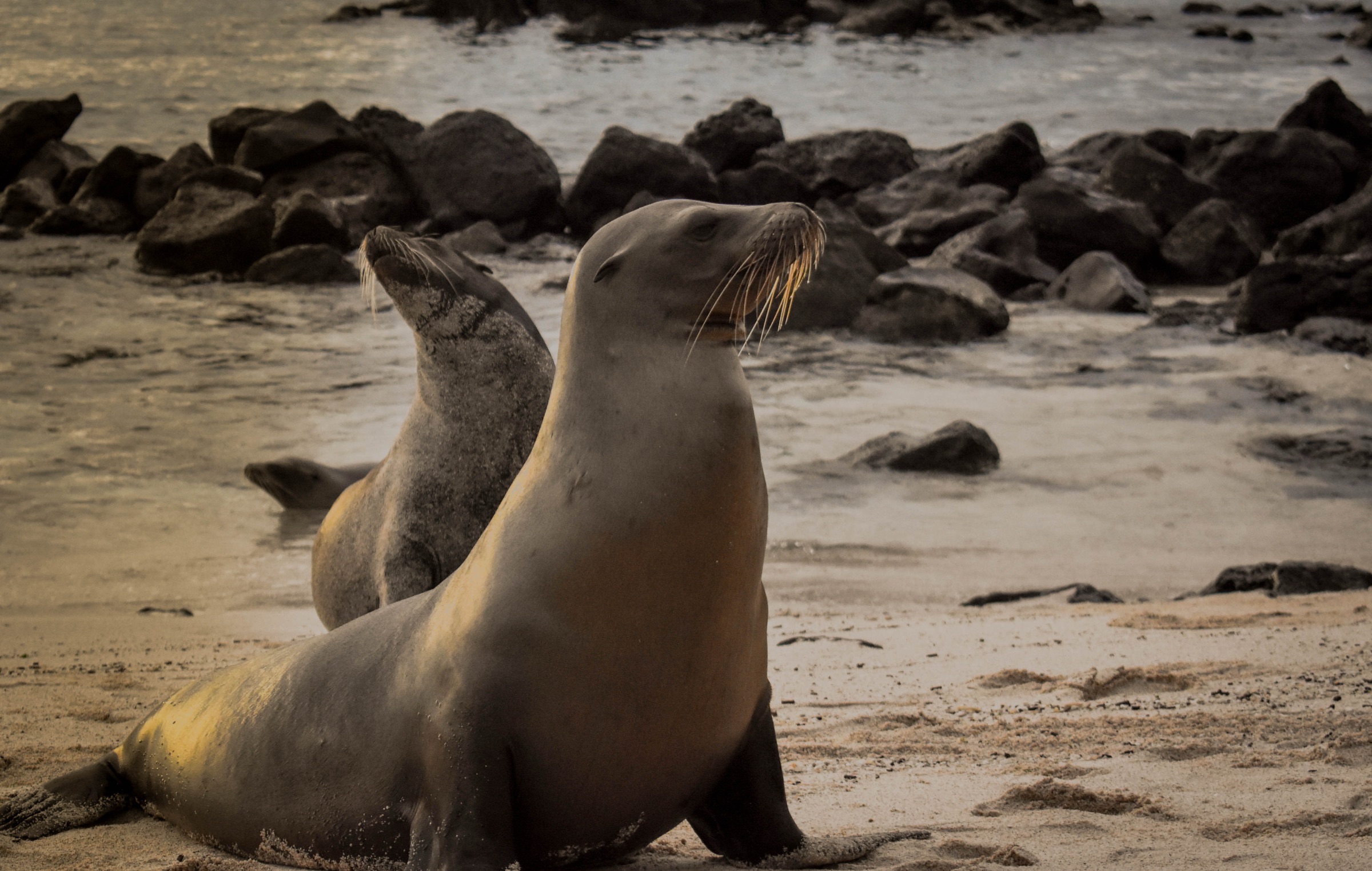 The Galápagos Islands