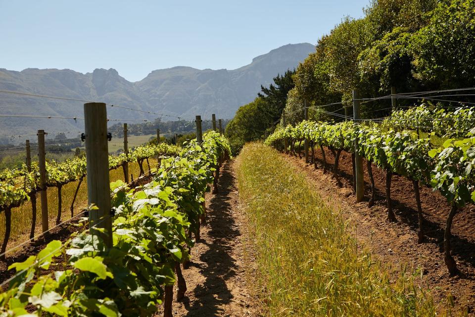 Cape Winelands (Franschhoek)