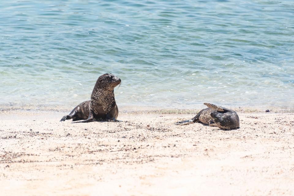 The Galápagos Islands