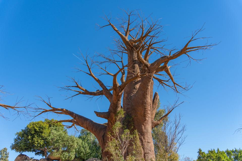 Madagascar