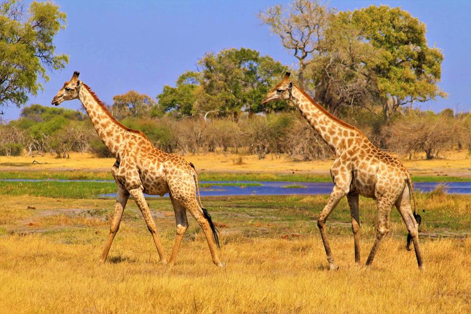 The Okavango Delta