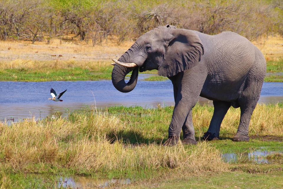 The Okavango Delta