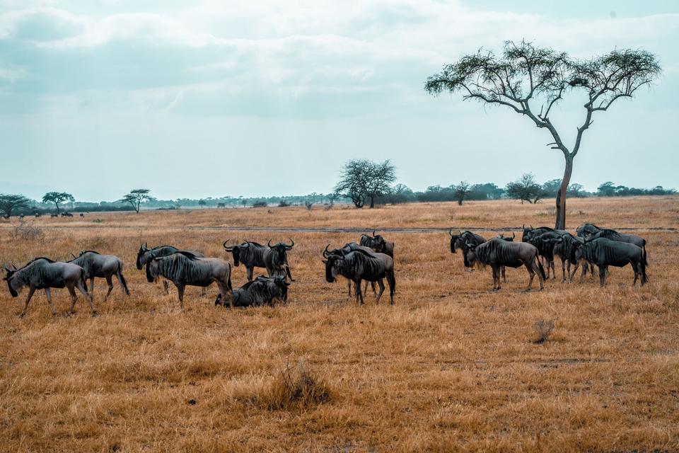 Serengeti